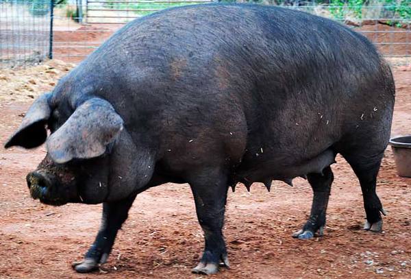Характеристика и описание крупной черной породы свиней - фото