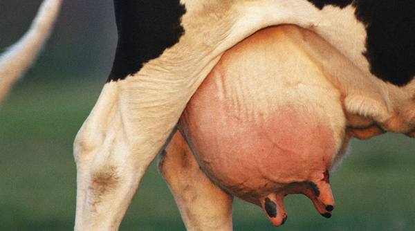 Диагностика и лечение мастита у коров в домашних условиях: рекомендации ветеринаров и фермеров с фото
