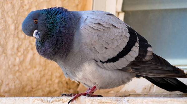 Как лечить сальмонеллез у голубей: народные методы и лекарственные средства - фото