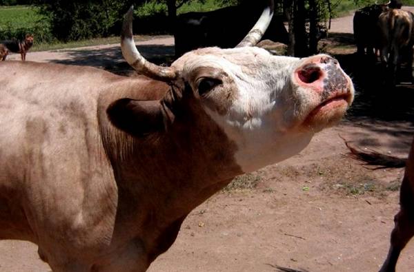 Лейкоз у коров  неизлечимое заболевание, опасное для животного и человека - фото