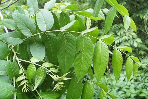 Полезные свойства листьев грецкого ореха и возможные противопоказания с фото