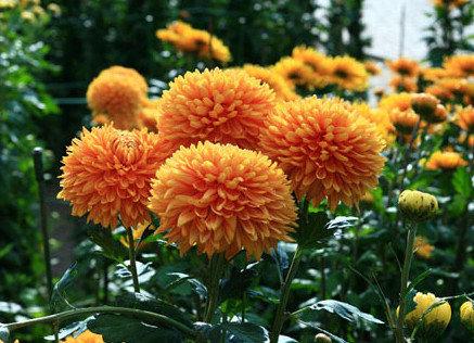 Какую хризантему посадить в саду, популярные сорта пышноцветов для открытог ... - фото