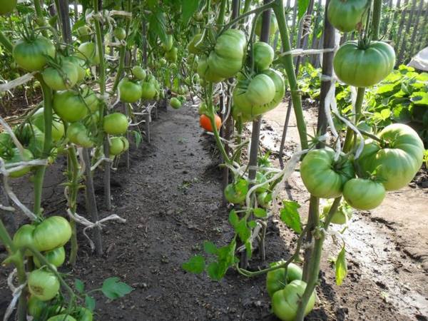 Топ лучших сортов томата для выращивания в Сибири - фото