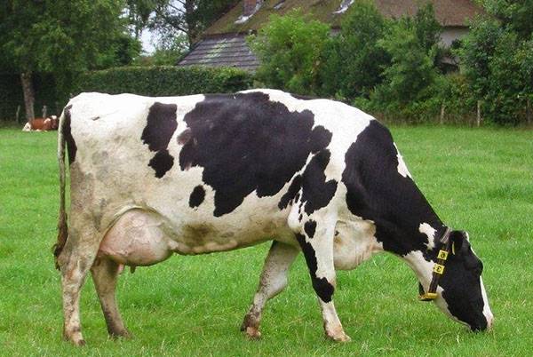 Как лечить корову, если обнаружен мастит? с фото