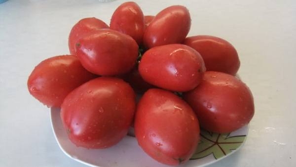 Описание и характеристика Минусинских помидоров с фото
