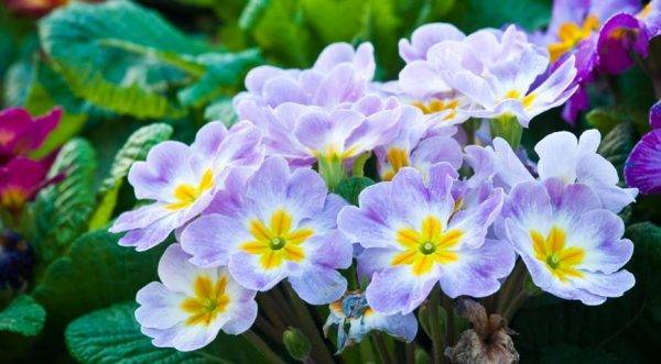 Морозостойкие многолетние цветы для Урала с фото