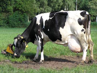 Молочные породы коров: описание и характеристика продуктивности с фото