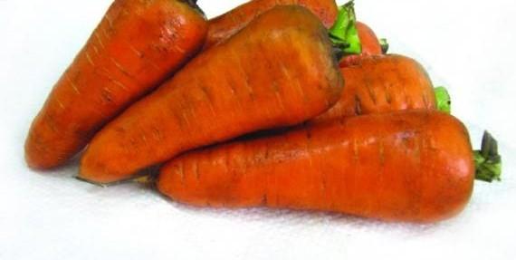 Морковь Шантане: 70 лет отличного качества с фото
