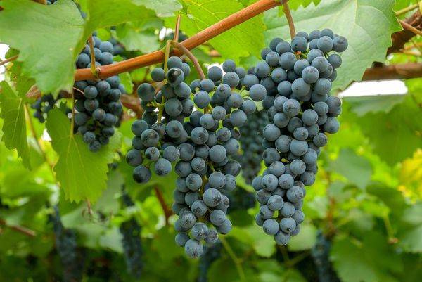 Обзор и выращивание морозостойких неукрывных сортов винограда с фото