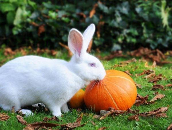 Можно ли кормить кроликов тыквой и кабачками - фото