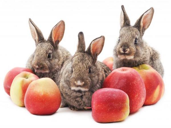 В каких количествах можно кормить кроликов яблоки с фото