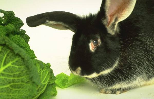 Полная информация по тому, что можно давать кроликам с фото