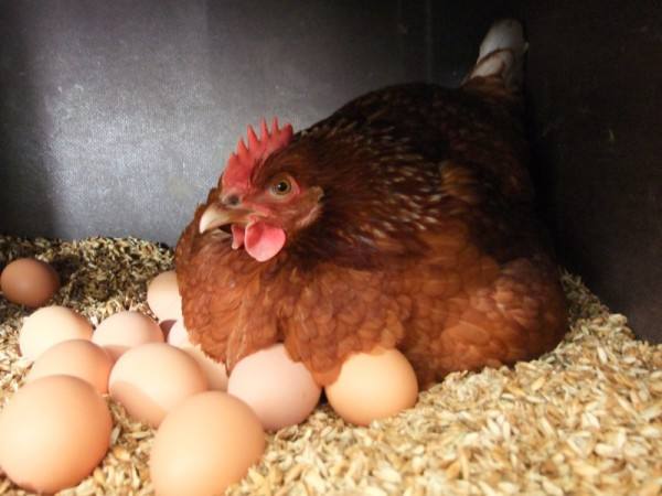Готовим яйца к инкубации: полезные советы с фото
