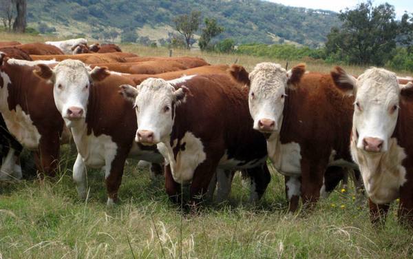 Мясные породы коров: обзор продуктивных качеств и особенностей содержания с фото