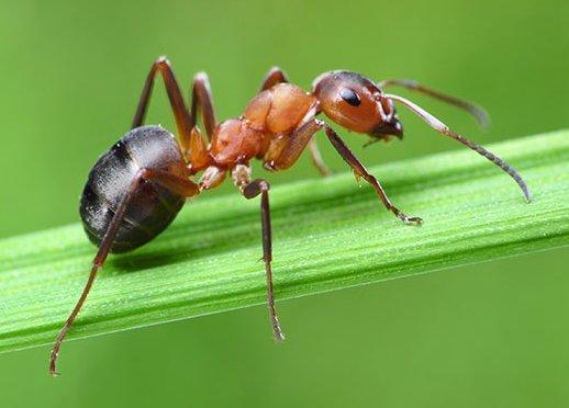 Как избавиться от муравьев, инструкция по борьбе с вредителем с помощью нашатырного спирта с фото