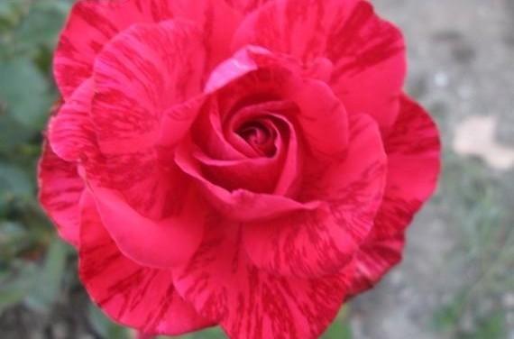 Немеркнущая красота розы в нашем саду - фото