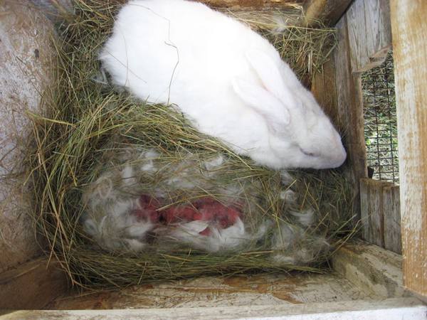 Уход за новорожденным потомством кроликов - фото