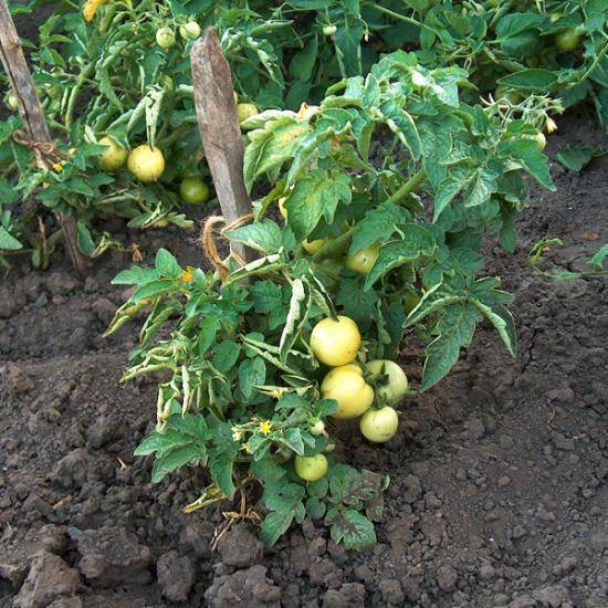 О том, как сажать помидоры в грунт - фото