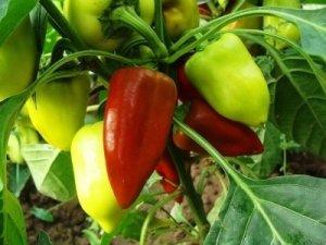 Сладкий перец: выращивание в теплице - фото