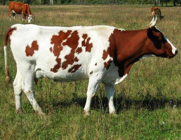 Айрширская корова - отличное молоко и отменное здоровье с фото