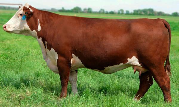 Англичанка мясного направления - герефордская порода коров с фото