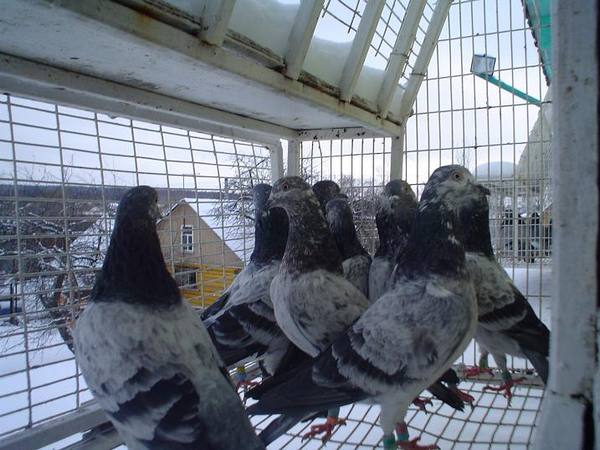Самые известные породы домашних голубей, покорившие сердце человека - фото