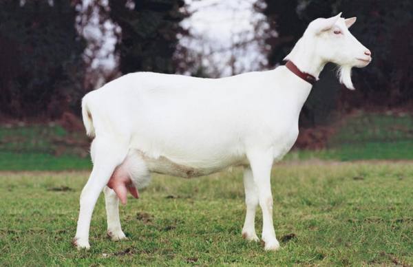 Самые популярные породы коз - фото