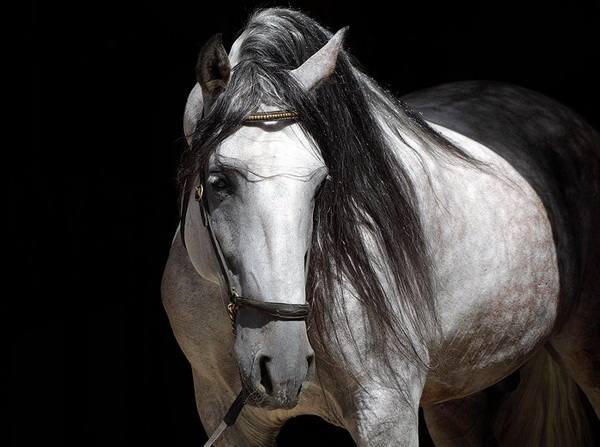 Лошади стиля барокко - Андалузы с фото