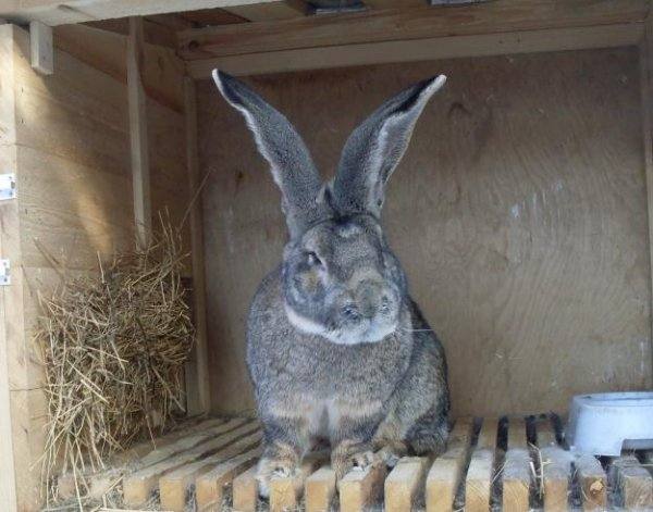 Кролик Ризен - немецкий красавец с большим весом - фото