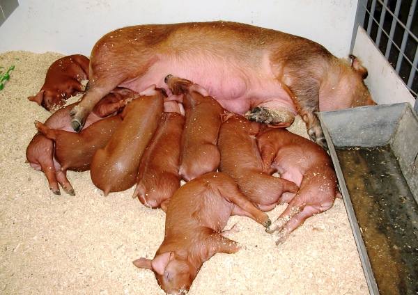 Дюрок - американская порода свиней мясной продуктивности с фото