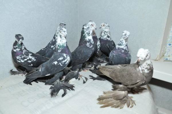 Необыкновенные пернатые: все об Узбекских голубях - фото