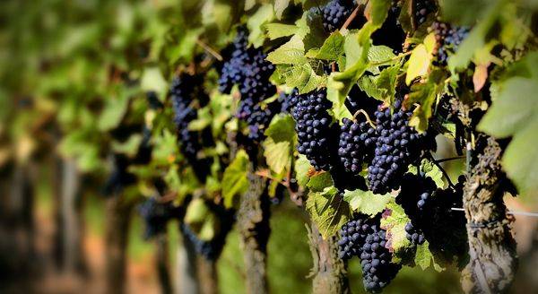 Обзор ранних сортов винограда разного срока созревания - фото