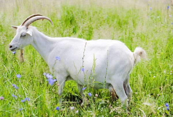 Интересное о козах: необычные факты, о которых вы не знали - фото