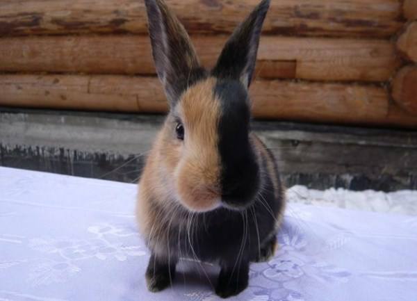 Милые и пушистые: самые красивые декоративные кролики - фото