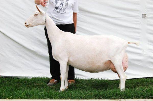 Белые красотки - зааненская порода коз - фото