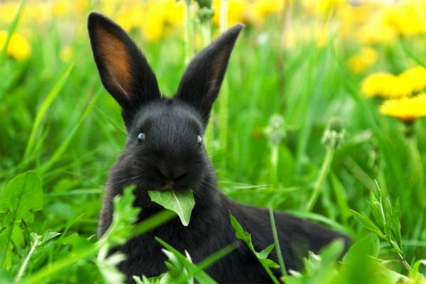 Одуванчики в рационе кроликов - знакомимся с правилами кормления - фото