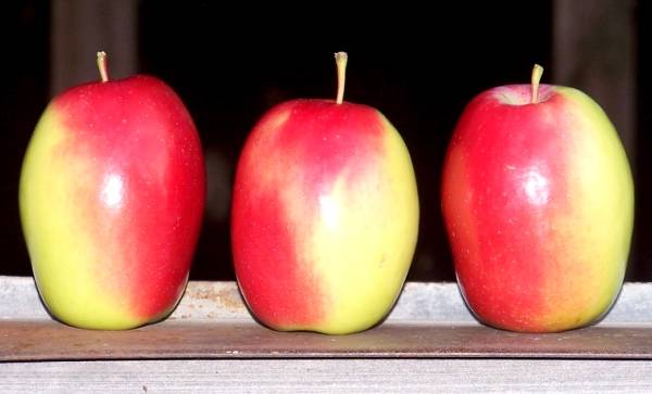 Крымский сорт яблони домашней селекции Синап Кандиль с фото