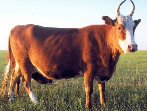 Самые популярные мясные породы коров - фото