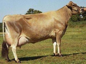 Джерсейская порода коров - фото