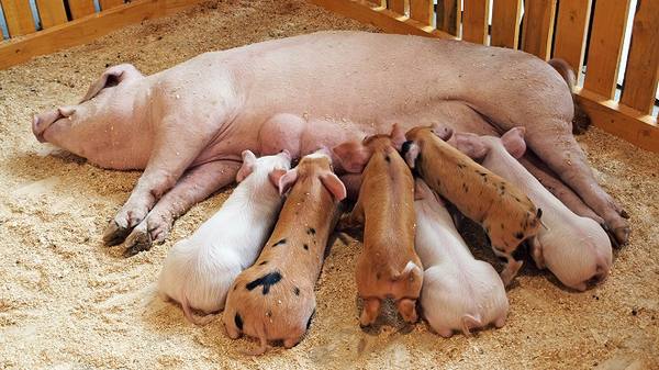 Правильные действия при опоросе свиньи и прочая полезная информация - фото