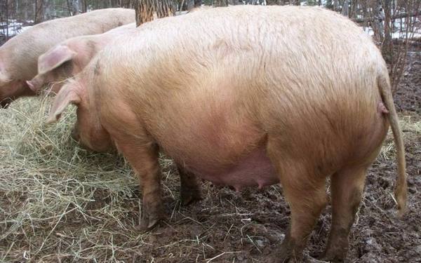 Опорос свиней в домашних условиях: оказание помощи и уход за свиноматкой - фото