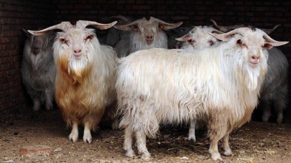 Описание и выращивание пуховой оренбургской породы коз - фото