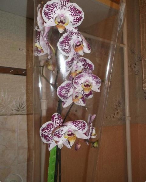 Орхидея и что с ней делать после покупки - фото