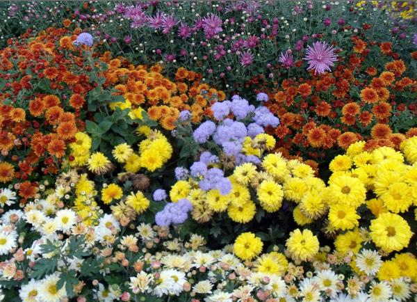Что посадить осенью в цветнике: выбираем осенние цветы с фото