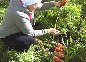 Агротехника выращивания моркови - фото