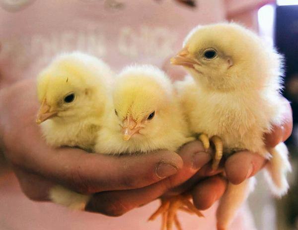 Раскрываем все секреты успешного выращивания бройлерных цыплят - фото
