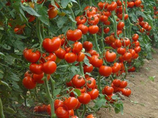 Особенности выращивания помидор в теплице из поликарбоната с фото