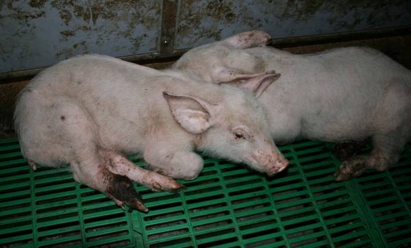 Отечная болезнь поросят — бич крупных свиноводческих хозяйств - фото