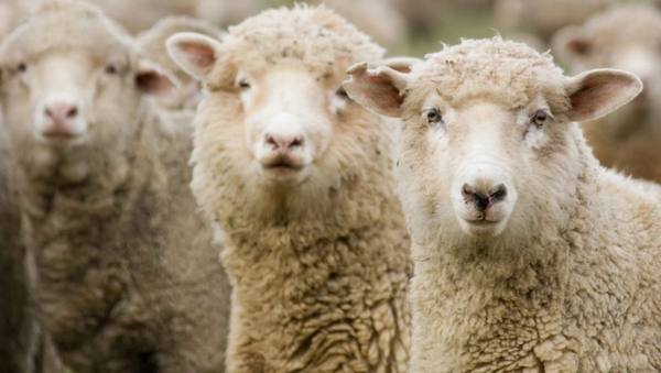 Овцы прекос  сочетание высокой продуктивности и внешней привлекательности - фото