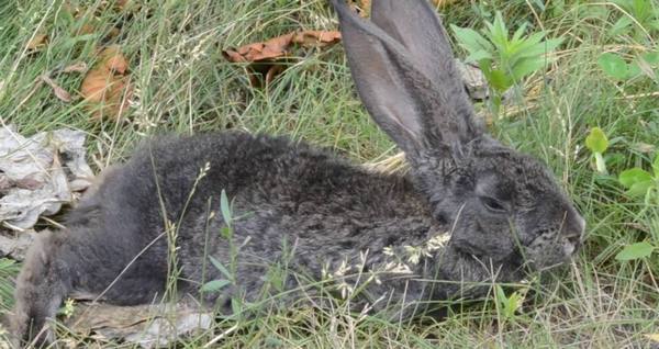 Что такое пастереллез у кроликов и чем он опасен: симптомы и методы лечения - фото